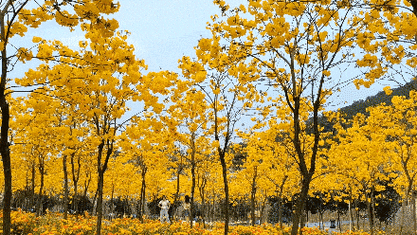 铁山寺赏花推荐季节