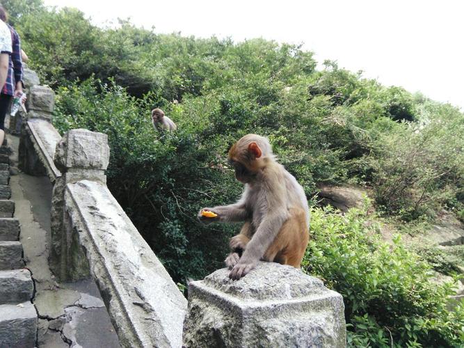 铁山寺自然保护区的保护对象