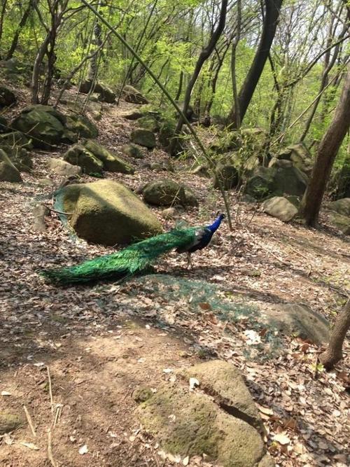 铁山寺的野生动植物资源