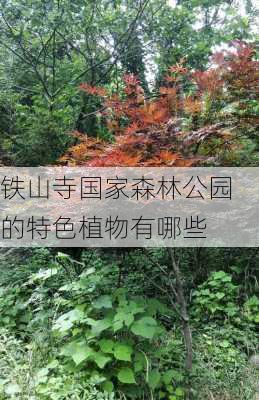 铁山寺国家森林公园的特色植物有哪些