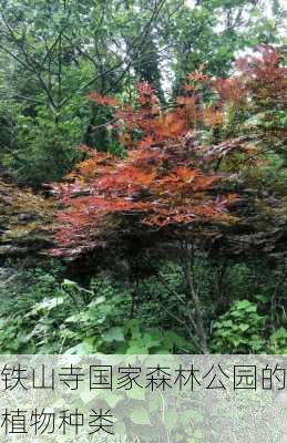 铁山寺国家森林公园的植物种类