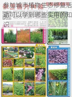 参加城市植物生态修复活动可以学到哪些实用的知识