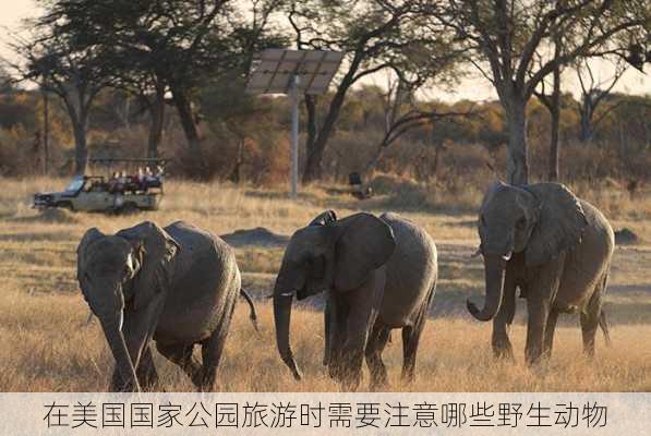 在美国国家公园旅游时需要注意哪些野生动物