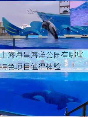 上海海昌海洋公园有哪些特色项目值得体验