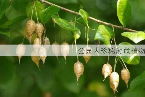 公园内珍稀濒危植物