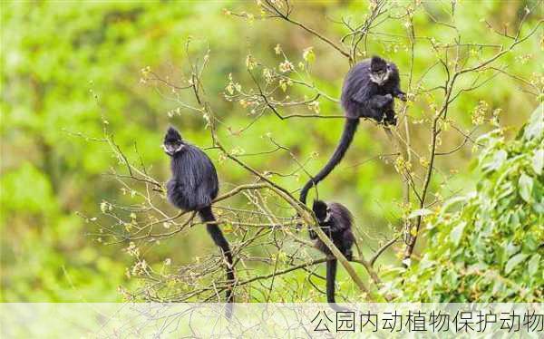 公园内动植物保护动物