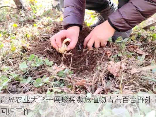 青岛农业大学开展珍稀濒危植物青岛百合野外回归工作