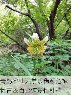 青岛农业大学珍稀濒危植物青岛百合恢复性种植