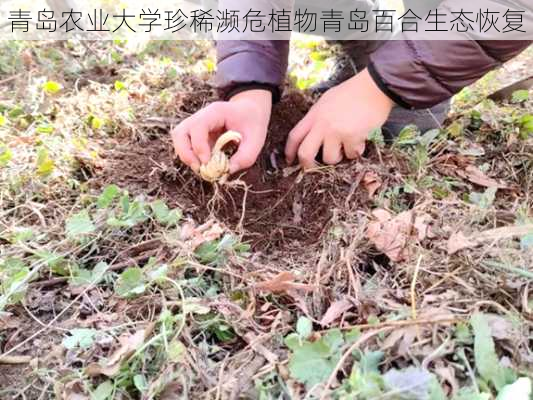 青岛农业大学珍稀濒危植物青岛百合生态恢复