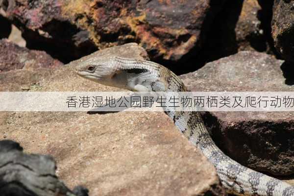 香港湿地公园野生生物两栖类及爬行动物