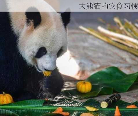 大熊猫的饮食习惯