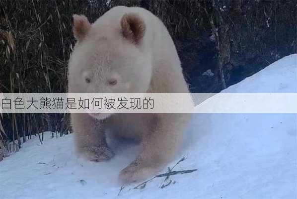 白色大熊猫是如何被发现的