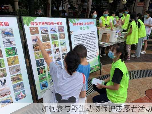 如何参与野生动物保护志愿者活动