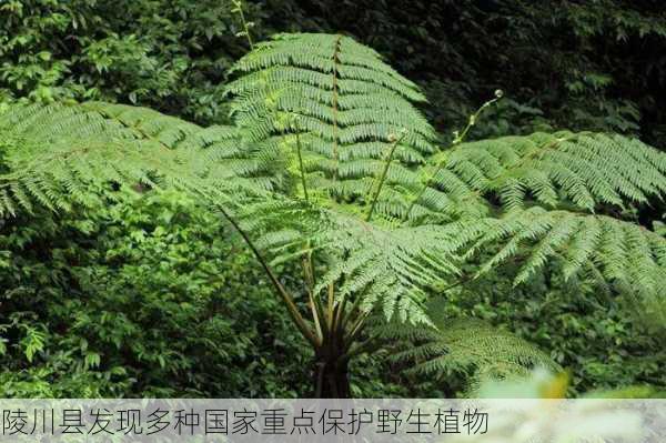 陵川县发现多种国家重点保护野生植物