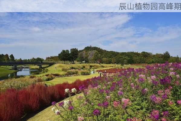 辰山植物园高峰期