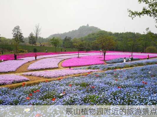 辰山植物园附近的旅游景点