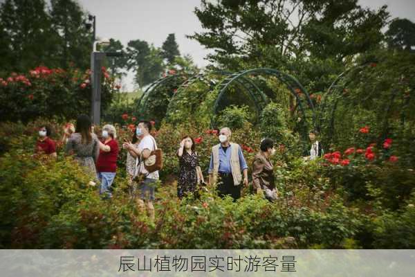 辰山植物园实时游客量