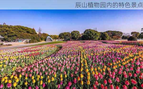 辰山植物园内的特色景点