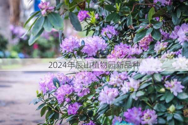 2024年辰山植物园新品种