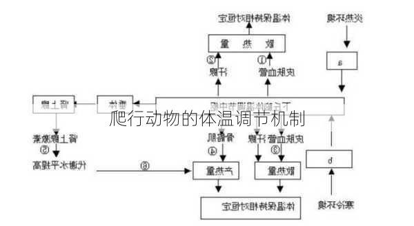 爬行动物的体温调节机制