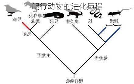 爬行动物的进化历程