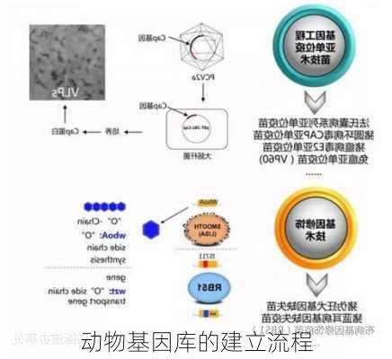 动物基因库的建立流程