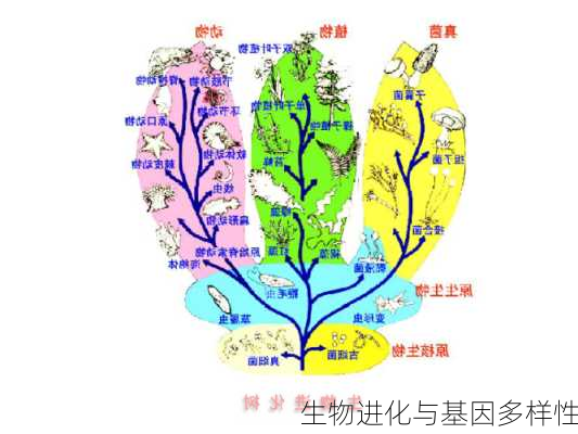 生物进化与基因多样性