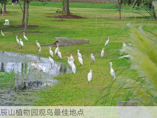 辰山植物园观鸟最佳地点