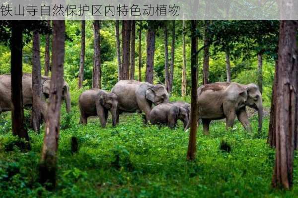 铁山寺自然保护区内特色动植物