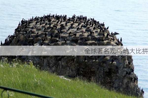 全球著名观鸟地大比拼