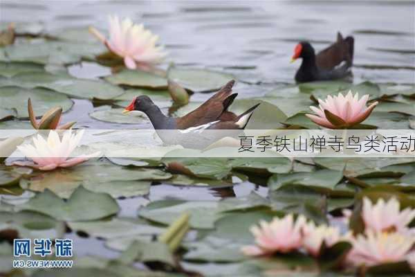 夏季铁山禅寺鸟类活动