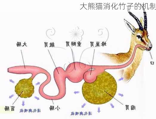 大熊猫消化竹子的机制