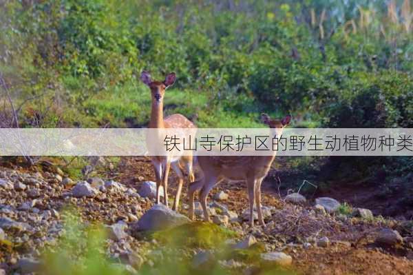 铁山寺保护区的野生动植物种类