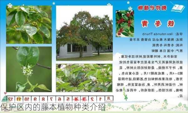 保护区内的藤本植物种类介绍