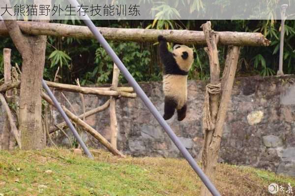 大熊猫野外生存技能训练