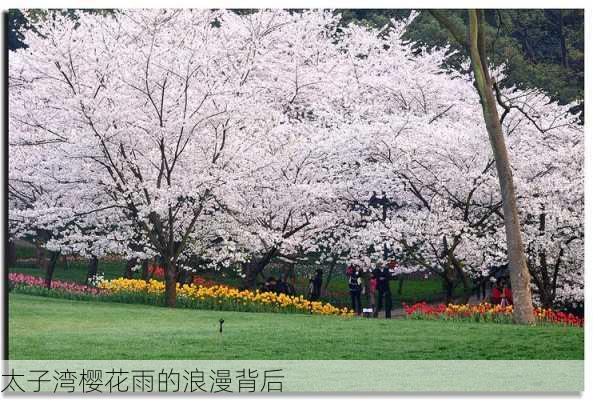 太子湾樱花雨的浪漫背后