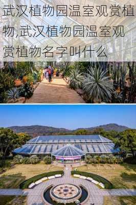 武汉植物园温室观赏植物,武汉植物园温室观赏植物名字叫什么