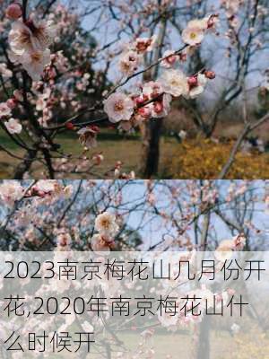 2023南京梅花山几月份开花,2020年南京梅花山什么时候开