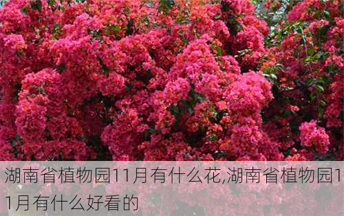 湖南省植物园11月有什么花,湖南省植物园11月有什么好看的