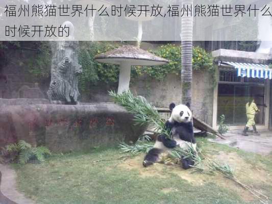 福州熊猫世界什么时候开放,福州熊猫世界什么时候开放的