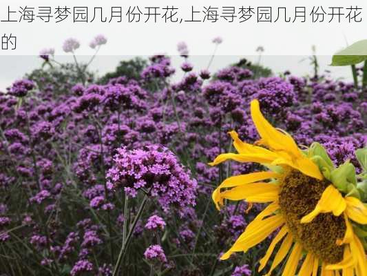 上海寻梦园几月份开花,上海寻梦园几月份开花的