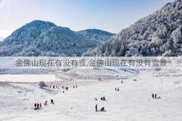 金佛山现在有没有雪,金佛山现在有没有雪景