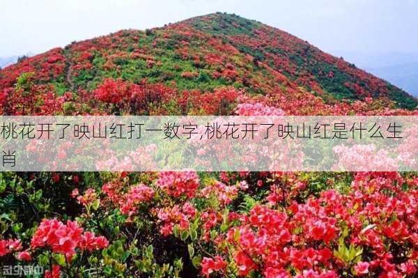 桃花开了映山红打一数字,桃花开了映山红是什么生肖