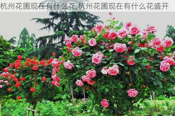 杭州花圃现在有什么花,杭州花圃现在有什么花盛开