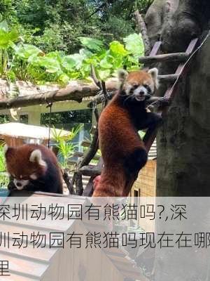 深圳动物园有熊猫吗?,深圳动物园有熊猫吗现在在哪里