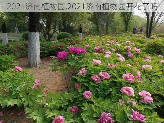 2021济南植物园,2021济南植物园开花了吗