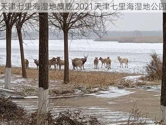 天津七里海湿地麋鹿,2021天津七里海湿地公园