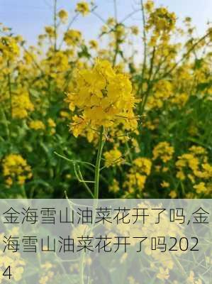 金海雪山油菜花开了吗,金海雪山油菜花开了吗2024